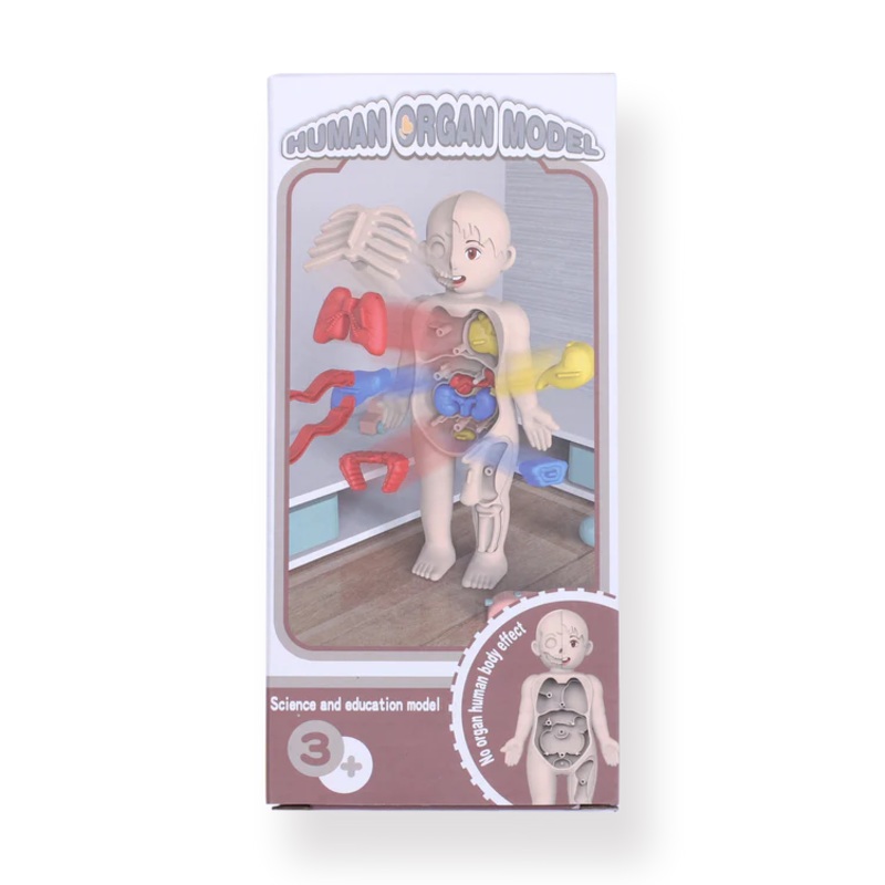 Montessori Human Organ Model Toy for Kids