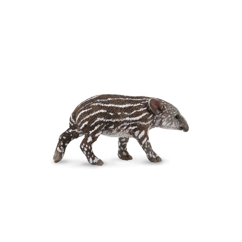 Baird’S Tapir Calf