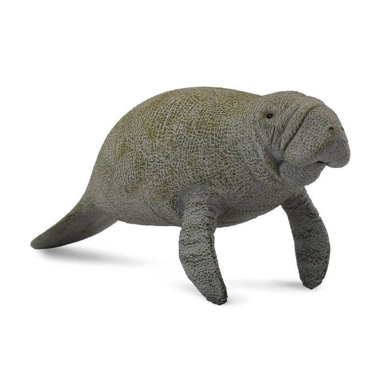 Manatee