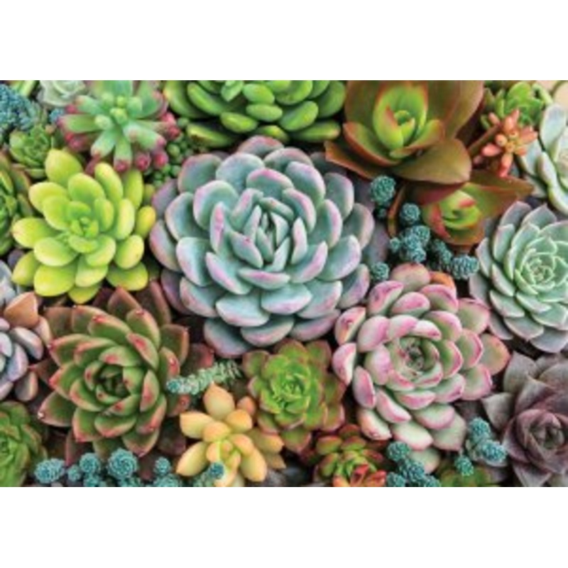 Succulent Garden 1000 Piece Puzzle