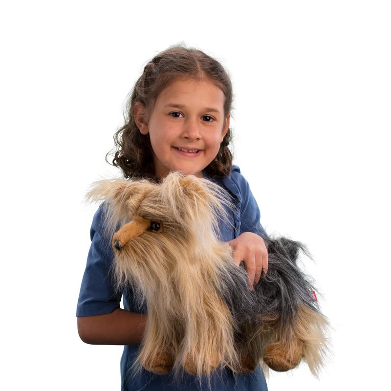 Brenton Yorkie