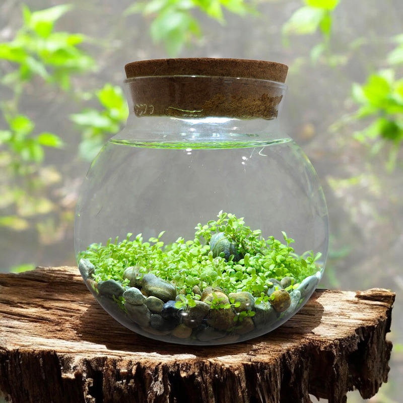 WaterPlants – Create Your Own Aquascape