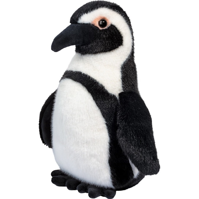 Zuri African Penguin
